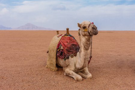 Photo for Camel in the Sinai Desert, Sharm el Sheikh, Sinai Peninsula, Egypt. - Royalty Free Image