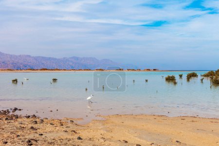 Téléchargez les photos : Côte de la mer Rouge et mangroves dans le parc national de Ras Mohammed. Célèbre arrêt de voyage dans le désert. Sharm el Sheik, péninsule du Sinaï, Égypte. - en image libre de droit
