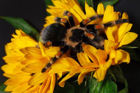 Foto de Brillante enorme pajarito tarántula araña Brachypelma Smithi con coloridos girasoles. Gran arácnido gigante peligroso. - Imagen libre de derechos