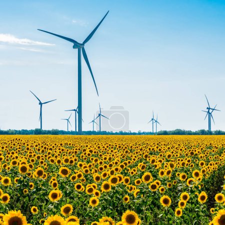 Foto de Campo con girasoles y energía ecológica, turbinas eólicas - Imagen libre de derechos