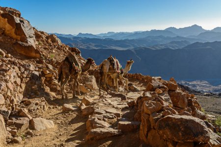 Photo for Camels on mountain trail on Moses mountain, Sinai Egypt - Royalty Free Image