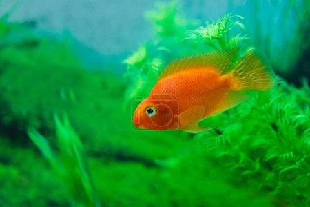 roter Blutpapageienbuntbarsch in Aquarienpflanze grünen Hintergrund. Goldfische, lustige orange bunte Fische - Hobby-Konzept
