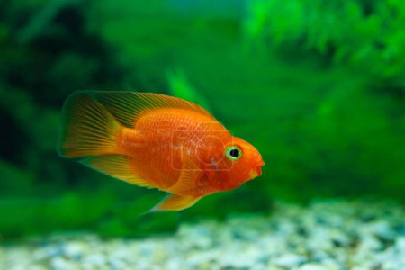 roter Blutpapageienbuntbarsch in Aquarienpflanze grünen Hintergrund. Goldfische, lustige orange bunte Fische - Hobby-Konzept