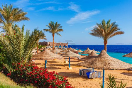 Foto de Playa soleada con palmera en la costa del Mar Rojo en Sharm el Sheikh, Sinaí, Egipto, Asia en verano caliente. Luz brillante y soleada - Imagen libre de derechos