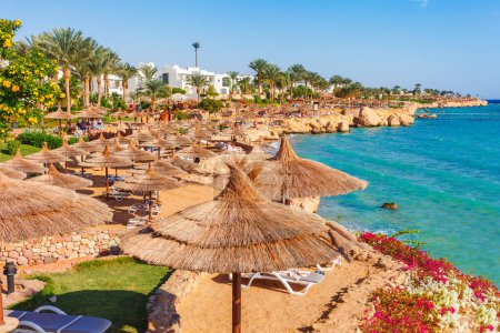 Photo for Sunny resort beach with palm tree at the coast shore of Red Sea in Sharm el Sheikh, Sinai, Egypt, Asia in summer hot. Bright sunny light - Royalty Free Image