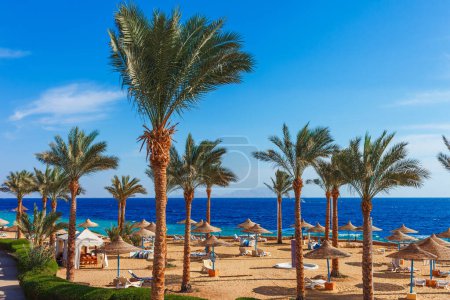 Téléchargez les photos : Plage ensoleillée avec palmier sur la côte de la mer Rouge à Charm el Cheikh, Sinaï, Egypte, Asie en été chaud. Lumière brillante ensoleillée - en image libre de droit