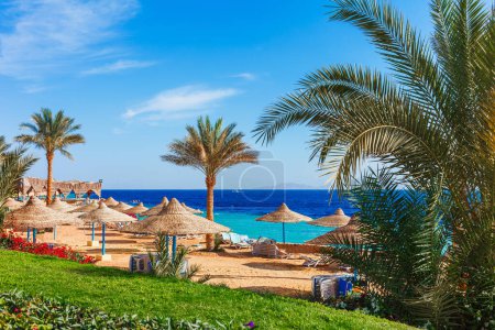 Téléchargez les photos : Plage ensoleillée avec palmier sur la côte de la mer Rouge à Charm el Cheikh, Sinaï, Egypte, Asie en été chaud. Lumière brillante ensoleillée - en image libre de droit