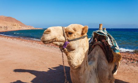 Foto de Camello en la costa del Mar Rojo en Dahab, Sinaí, Egipto, Asia en verano caliente. Famoso destino turístico cerca de Sharm el Sheikh. Luz brillante y soleada - Imagen libre de derechos