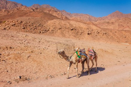 Foto de Camello en la costa del Mar Rojo en Dahab, Sinaí, Egipto, Asia en verano caliente. Famoso destino turístico cerca de Sharm el Sheikh. Luz brillante y soleada - Imagen libre de derechos