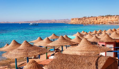 Foto de Playa soleada con palmera en la costa del Mar Rojo en Sharm el Sheikh, Sinaí, Egipto, Asia en verano caliente. ? arrecife oral y agua cristalina. Famoso destino turístico buceo y snorkel - Imagen libre de derechos