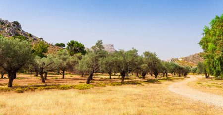 Photo for Olive trees landscape photo on Rhodes island, Dodecanese, Greece. Famous tourist destination in South Europe - Royalty Free Image
