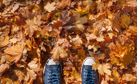 Téléchargez les photos : Sneakers sur feuillage d'automne doré et rouge couvre le sol. Image ronde arrière colorée de feuilles d'automne tombées. Nature vue abstraite de feuilles vibrantes et de gommes bleues. Rétroéclairage lumineux et ensoleillé. - en image libre de droit