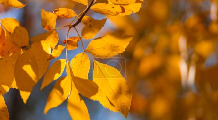Foto de El follaje de otoño dorado y rojo cubre el suelo. Imagen de fondo colorida de hojas caídas de otoño. Naturaleza vista abstracta de hojas vibrantes. - Imagen libre de derechos