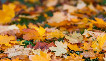 Téléchargez les photos : Feuillage d'automne doré et rouge couvre le sol. Image ronde arrière colorée de feuilles d'automne tombées. Nature vue abstraite de feuilles vibrantes. - en image libre de droit