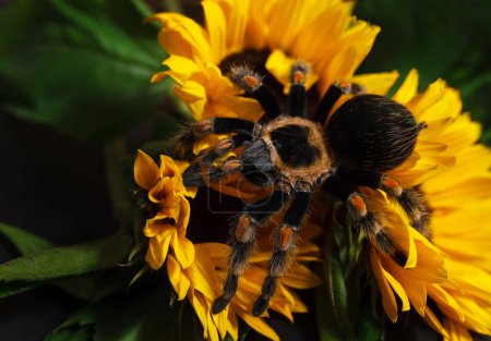 Bright huge birdeater tarantula spider Brachypelma Smithi with colorful sunflowers. Large dangerous giant arachnid.