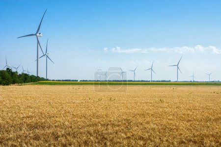 Foto de Campo de trigo y energía ecológica, turbinas eólicas - Imagen libre de derechos