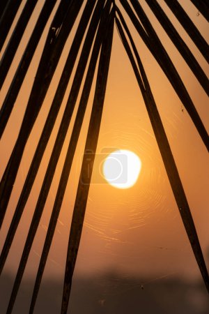Foto de Un amanecer detrás de la silueta de la hoja y la tela de araña. - Imagen libre de derechos