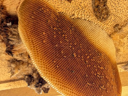 Photo for Closeup honeycomb after bees leave their home nature - Royalty Free Image