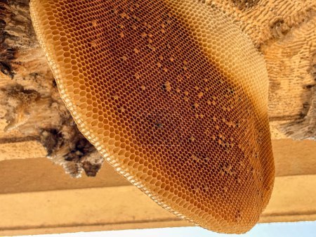 Photo for Closeup honeycomb after bees leave their home. nature - Royalty Free Image