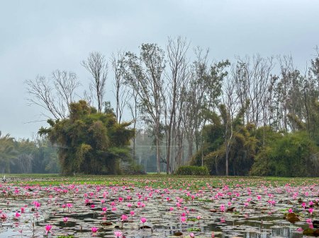 Photo for Close-up of pink lotus water lily & trees in lake closeup - Royalty Free Image