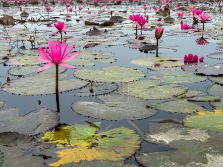 Photo for Close-up of pink lotus water lily in lake closeup - Royalty Free Image