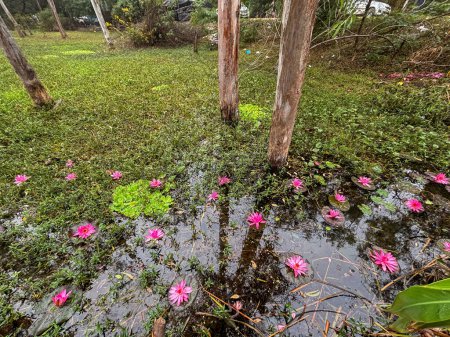Photo for View of pink lotus water lily in lake at gulawat lotus valley - Royalty Free Image