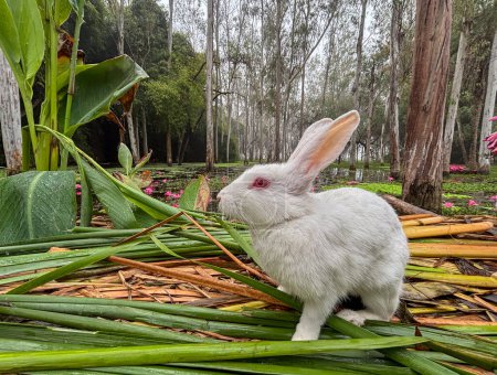Photo for Rabbit for entertaining to tourist e at gulawat lotus valley - Royalty Free Image