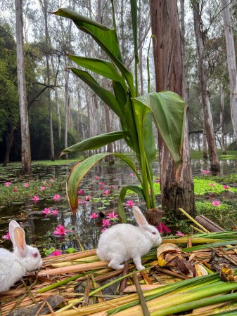 Photo for Rabbit for entertaining to tourist e at gulawat lotus valley - Royalty Free Image