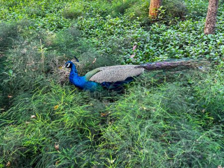 A resplendent peacock is captured amidst verdant undergrowth, its iridescent blue and green plumage contrasting beautifully with the surrounding greenery. The birds elongated tail feathers trail behind, showcasing the natural elegance of this forest 