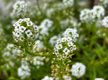 Close-up of white alyssum flowers with green foliage.