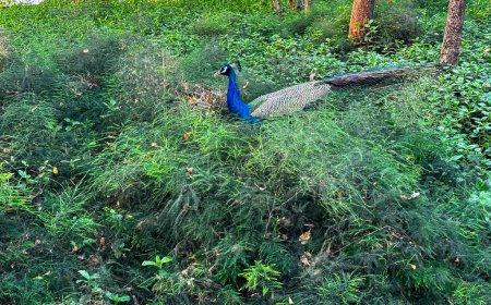 Ein strahlender Pfau wird inmitten von grünem Unterholz gefangen genommen, dessen irisierendes blaues und grünes Gefieder einen schönen Kontrast zum umgebenden Grün bildet. Die länglichen Schwanzfedern der Vögel ziehen nach hinten, was die natürliche Eleganz dieses Waldes unterstreicht 