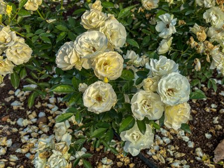 Rosas blancas con gotas de rocío en un jardín, primer plano con fondo de enfoque suave.