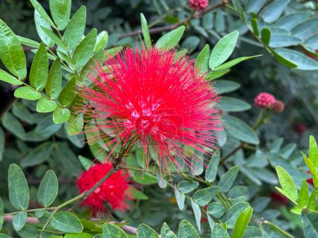 Saftig grüner Strauch mit leuchtend roten Blumen, umgeben von verschiedenen Pflanzen, in einer ruhigen Gartenumgebung.