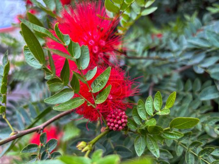 Vibrant red bottle brush flower with lush green leaves, suitable for nature and gardening themes.