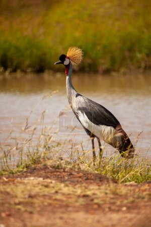 Der Graugekrönte Haubenkranich von Uganda, einer der schönsten und majestätischsten Vögel Afrikas, der in Uganda gefunden wurde, wo er auch das Nationalsymbol und der Nationalvogel Ugandas ist.