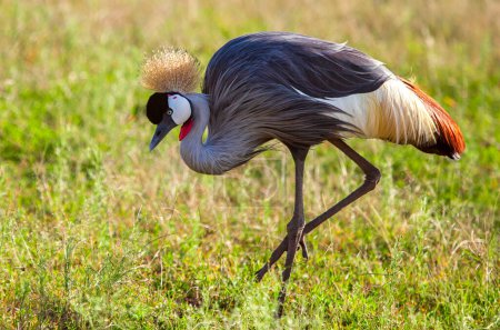 Der Graugekrönte Haubenkranich von Uganda, einer der schönsten und majestätischsten Vögel Afrikas, der in Uganda gefunden wurde, wo er auch das Nationalsymbol und der Nationalvogel Ugandas ist.