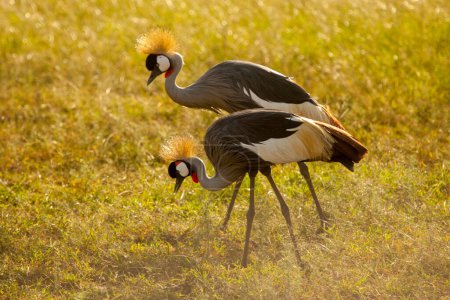 La Grulla gris coronada de Uganda, una de las aves más bellas y majestuosas de África que se encuentra en Uganda, donde también es el símbolo nacional y el ave nacional de Uganda..