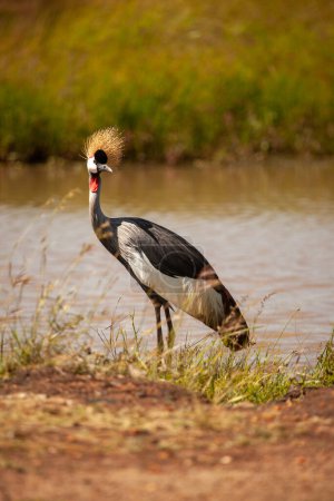 Téléchargez les photos : La Grue à crête grise de l'Ouganda, l'un des oiseaux les plus beaux et majestueux d'Afrique trouvé en Ouganda où il est aussi le symbole national et l'oiseau national de l'Ouganda. - en image libre de droit