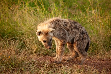 Hyena walking in the Savannah single closeup
