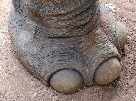 Close-up of an elephant's foot showing textured skin and nails, on a dirt background.
