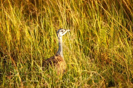 Un pájaro está de pie en la hierba alta. La hierba es amarilla y marrón. El pájaro mira a la derecha.