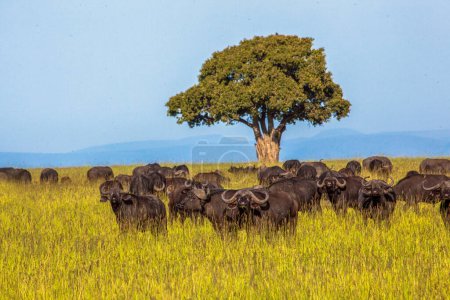 Photo for A herd of wild buffaloes across a field, Masai mara, Kenya. - Royalty Free Image