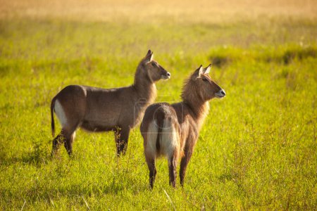 Two waterbucks in a savanna grassland, looking alert.