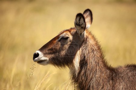 Masia Mara : Waterbuck in the savannah, with a blurred background, showcasing its large ears and eyes.