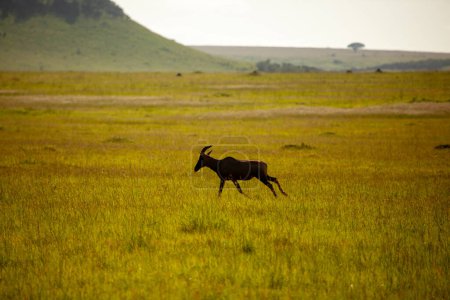 Antilope läuft bei Sonnenuntergang mit goldenem Licht in der Savanne.