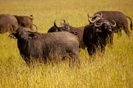 Afrikanische Büffelherde in der Savanne mit Reiher, Wildtiere im natürlichen Lebensraum Topi-Antilope steht im hohen Gras in der Savanne.