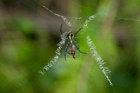 Eine Spinne frisst eine Ameise. Die Spinne ist gelb und schwarz