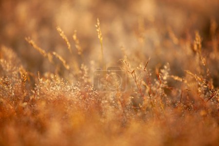 Un paisaje sereno de la hora dorada, la luz del sol delicadamente resalta las texturas y los detalles de la hierba silvestre Transmite una noche de verano cálida y tranquila
