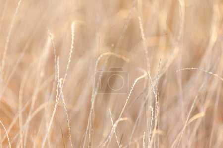 A serene golden hour landscape, the sunlight delicately highlights the textures and details of the wild grass It conveys a warm, tranquil summer evening