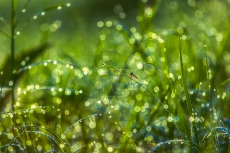 Mesmerizing image capturing the magical dance of light as morning dew drops cling to the vibrant green blades of grass, highlighting nature's delicate balance